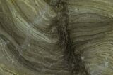 Polished Stromatolite (Kussiella) Slab - Billion Years #130624-1